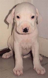 chiot 1 mois